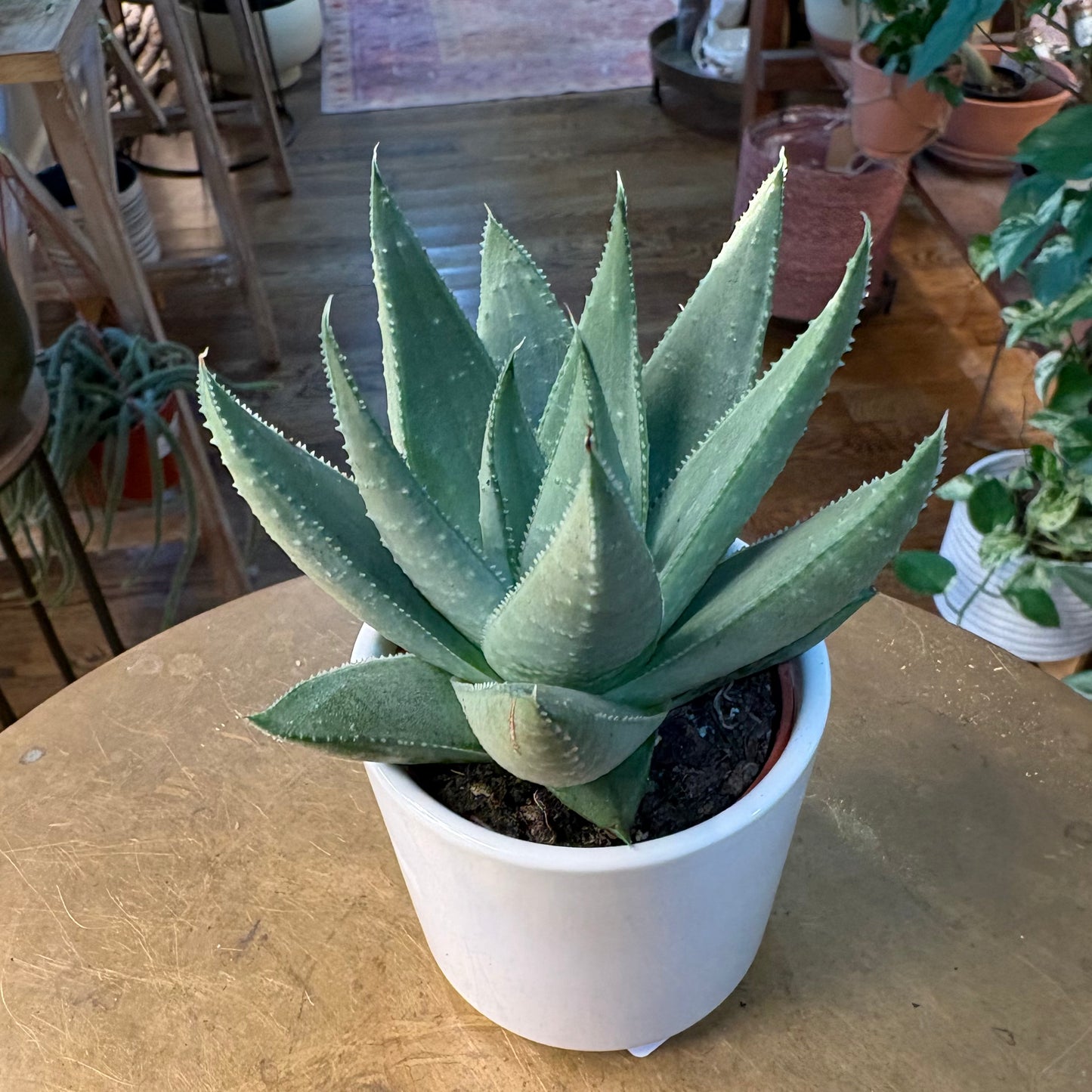 2” Succulents In Pots