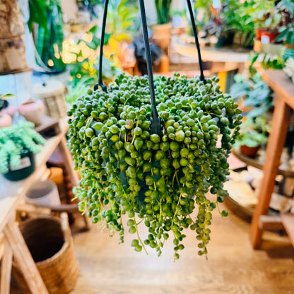 String of Pearls (Senecio Rowleyanus)