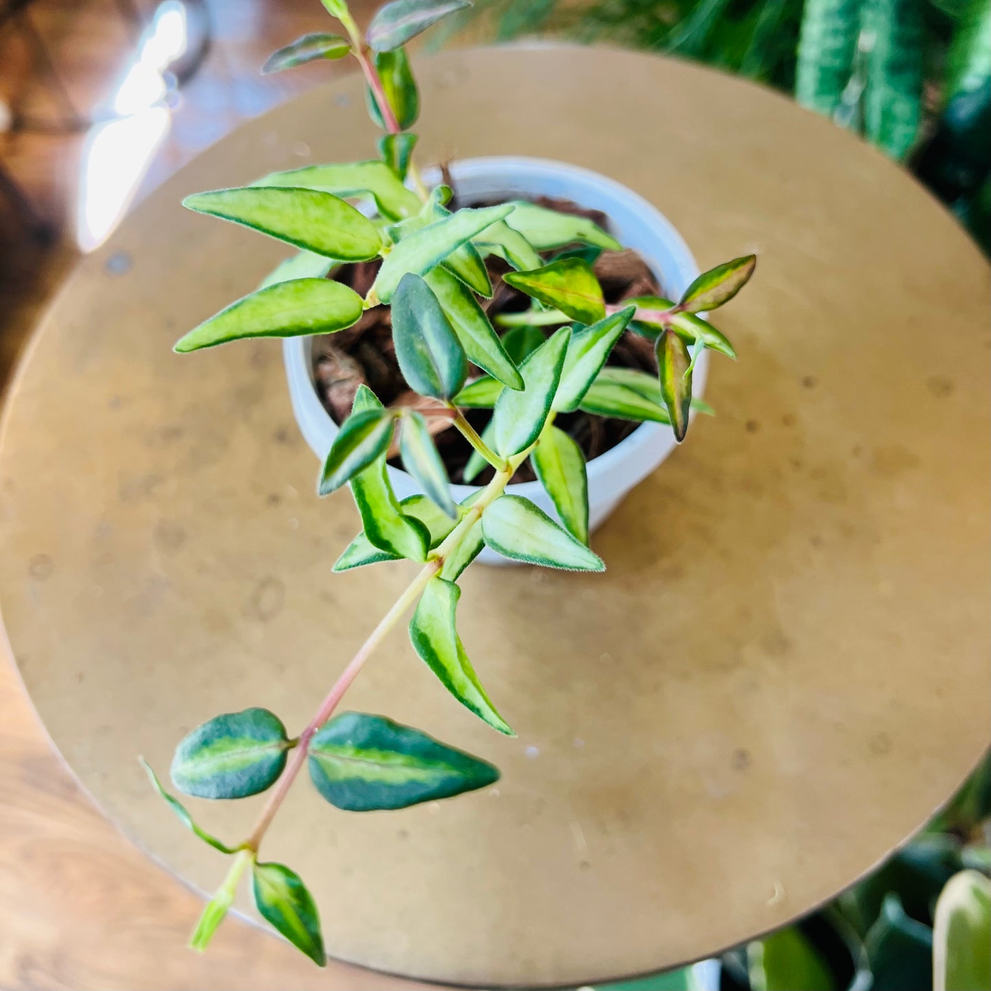 Hoya Bella Luis Bois    (growers choice)