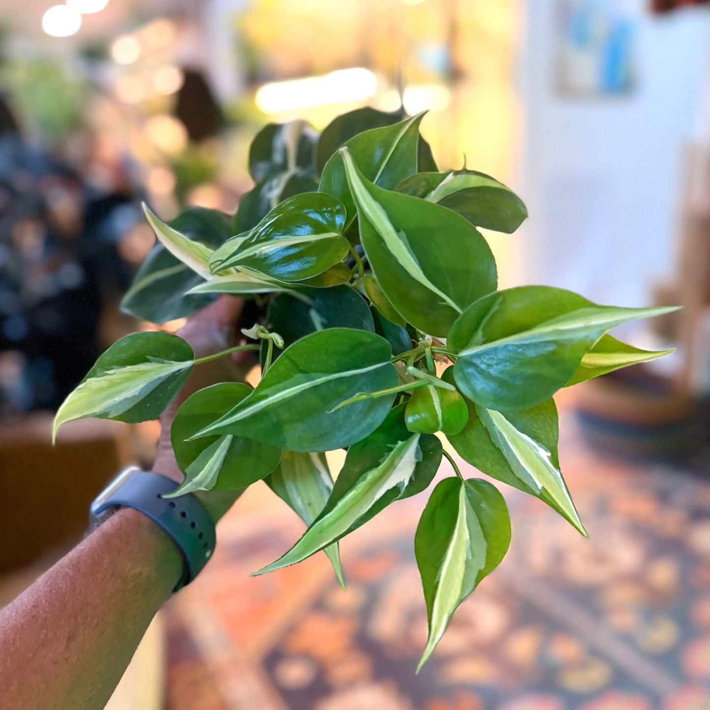 Philodendron 'Vining assorted'