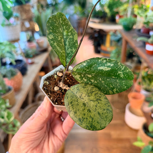 Hoya Meena silver splash