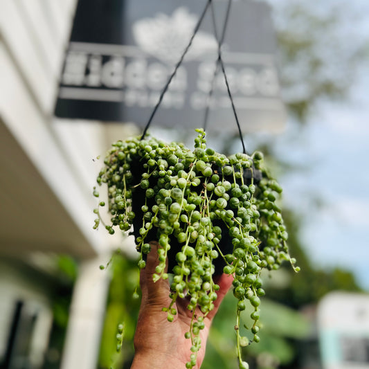 6” variegated string of pearls