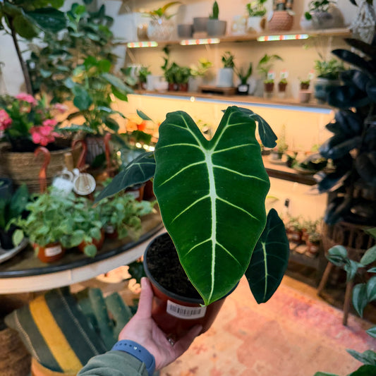 Alocasia Frydek