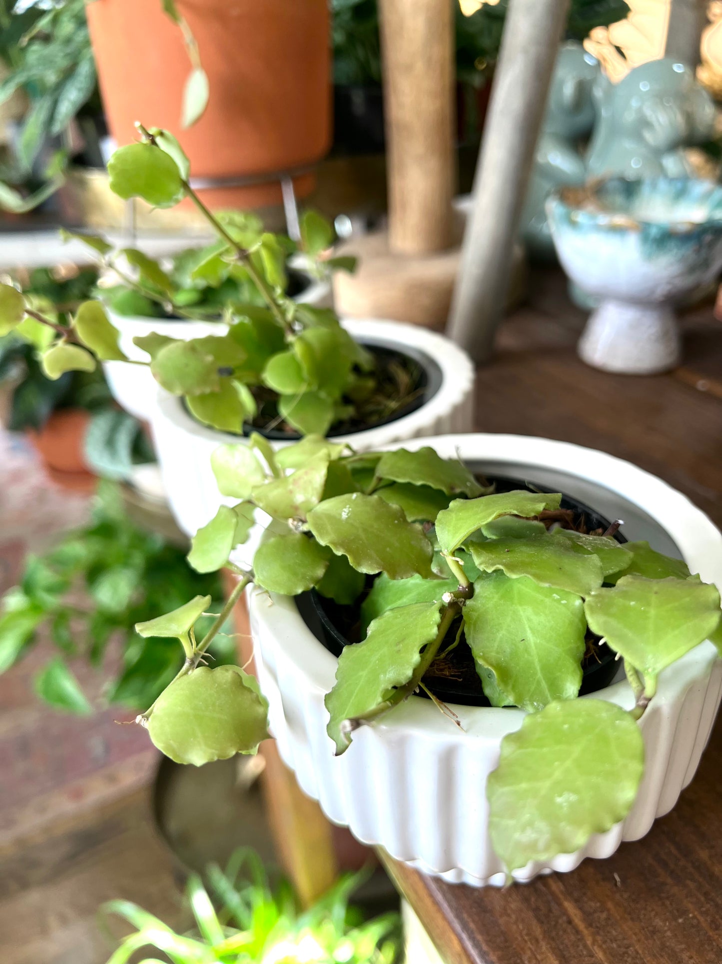 Hoya 'Endauensis'