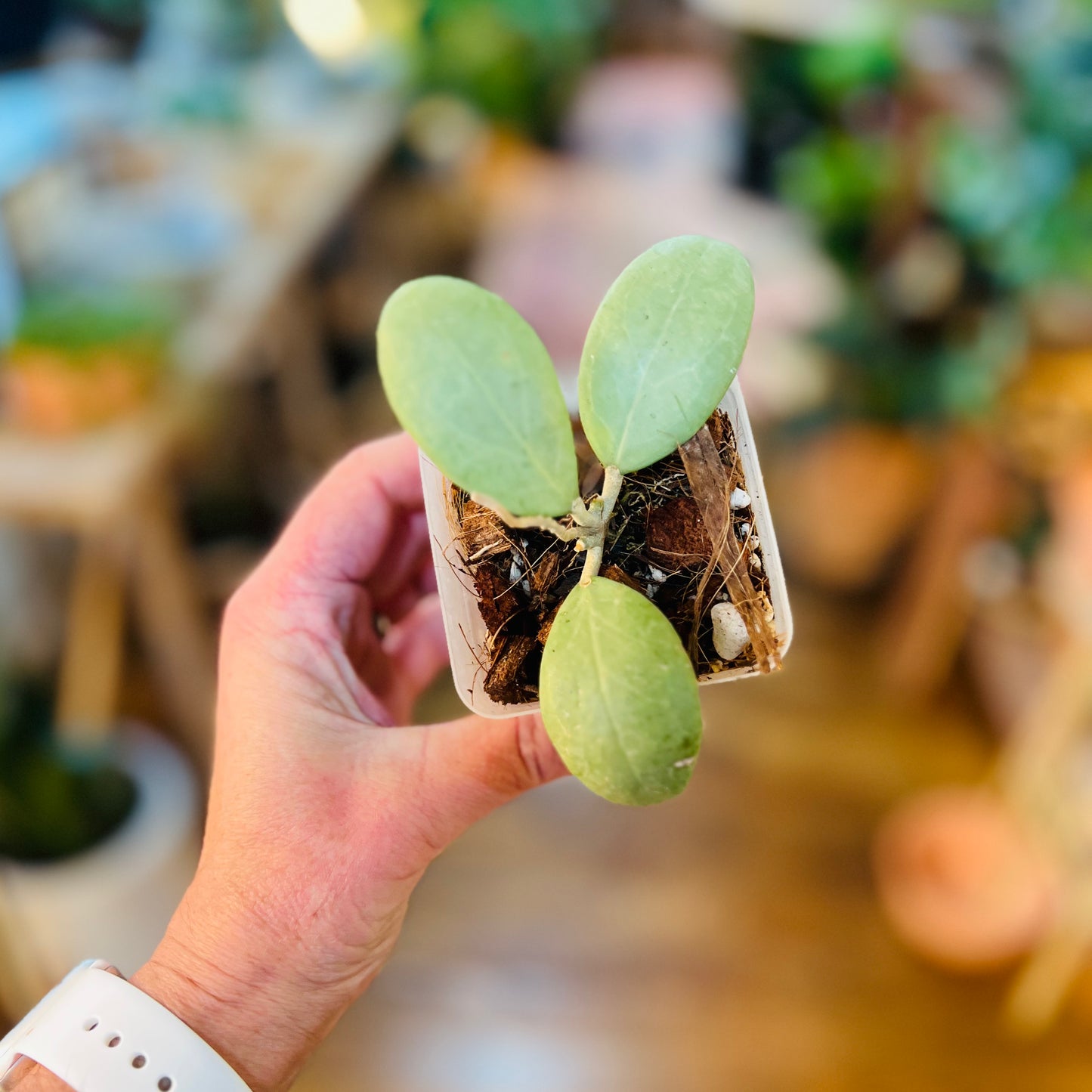 Hoya 'Erythostemma Silver'