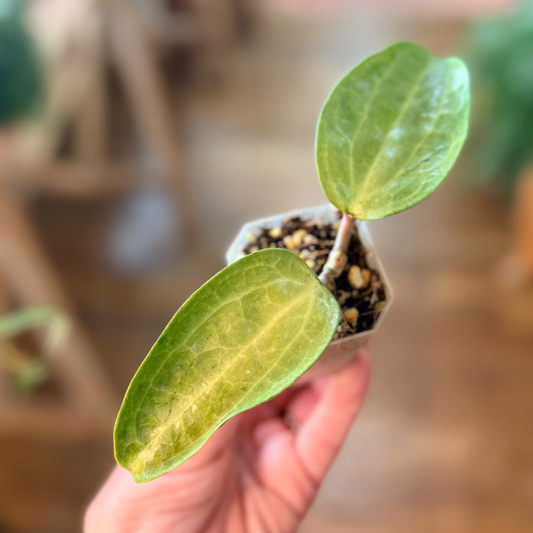 Hoya Plants: Shop our Rare Selection of Hoya @hiddenseedco  Hidden Seed  Plant Shop