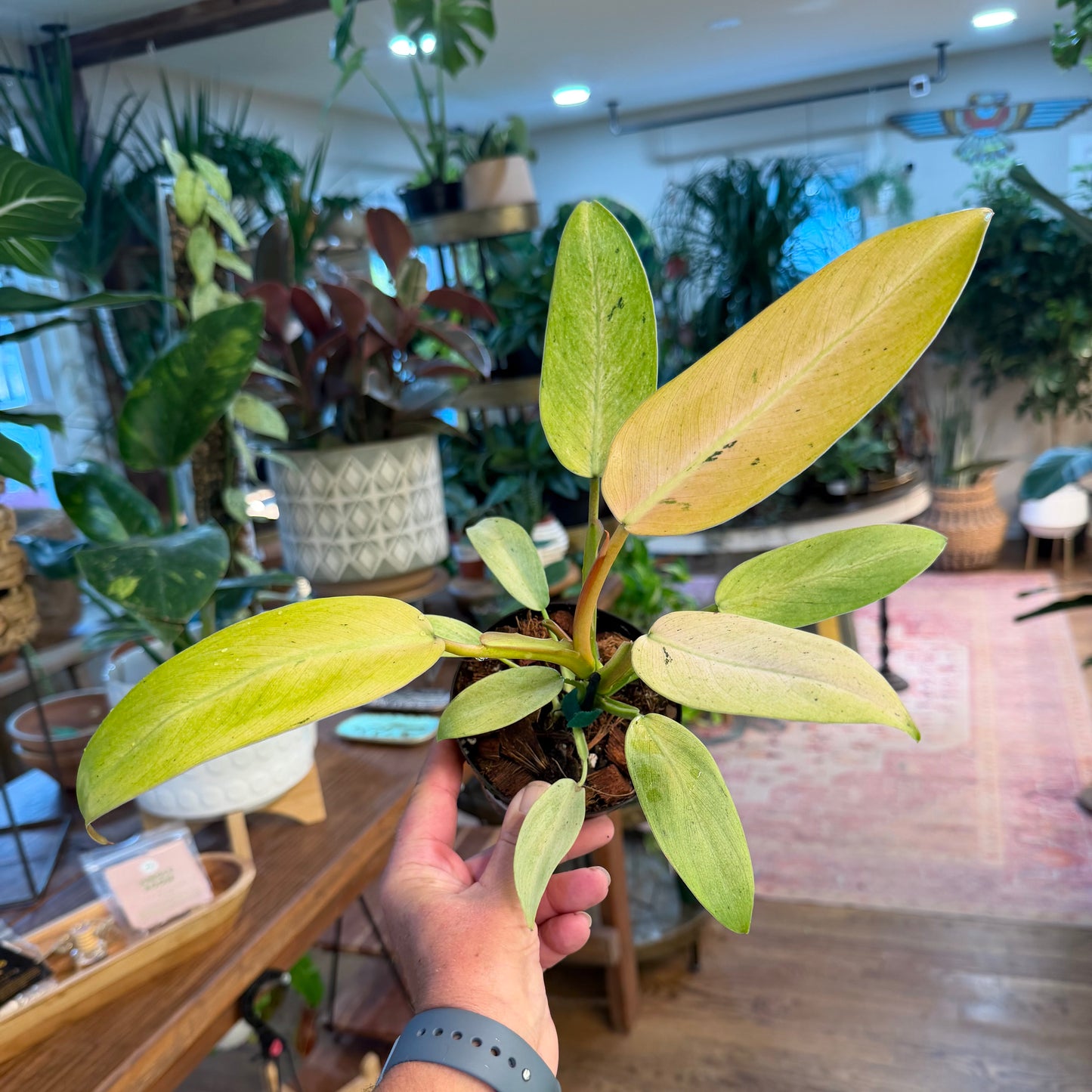 Philodendron 'Whipple Way'