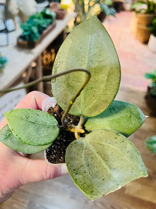 Hoya Verticillata Silver Heart