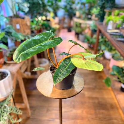 Philodendron˜Billietiae' (Large Form)