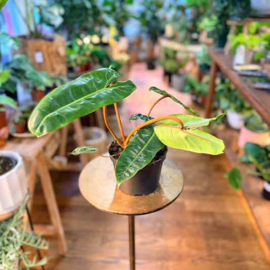 Philodendron˜Billietiae' (Large Form)
