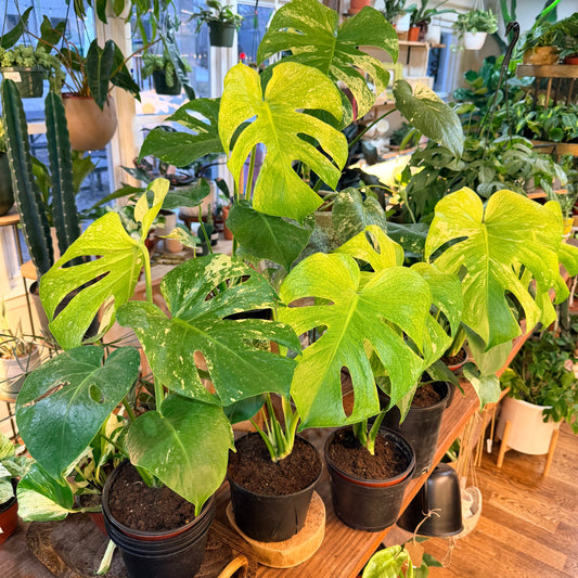 Monstera 'Mint'