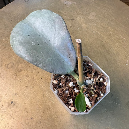 Hoya ‘Chiang Dao’ Silver