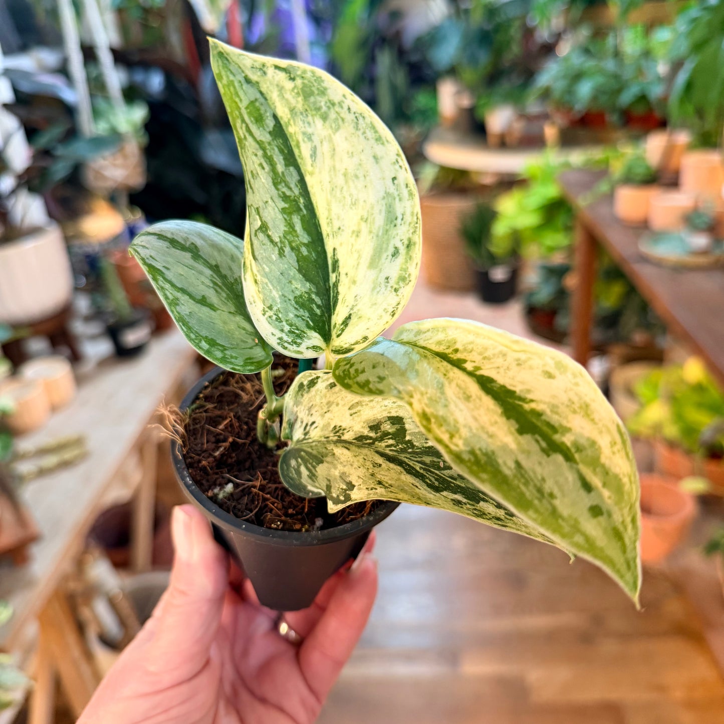 Scindapsus 'Peasun'