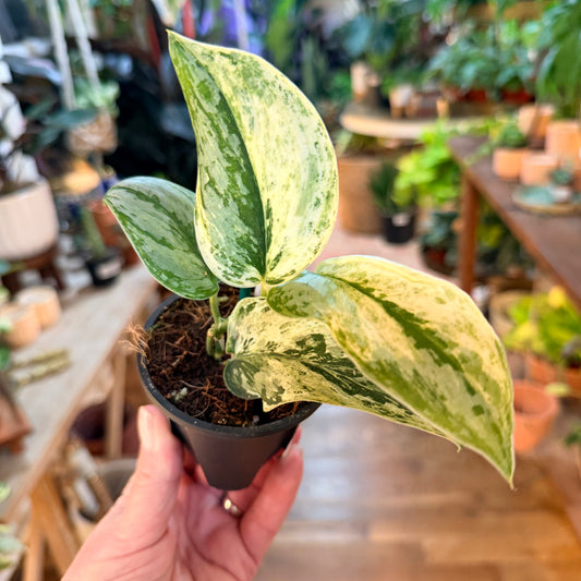 Scindapsus 'Peasun'