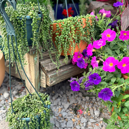 String of Pearls (Senecio Rowleyanus)