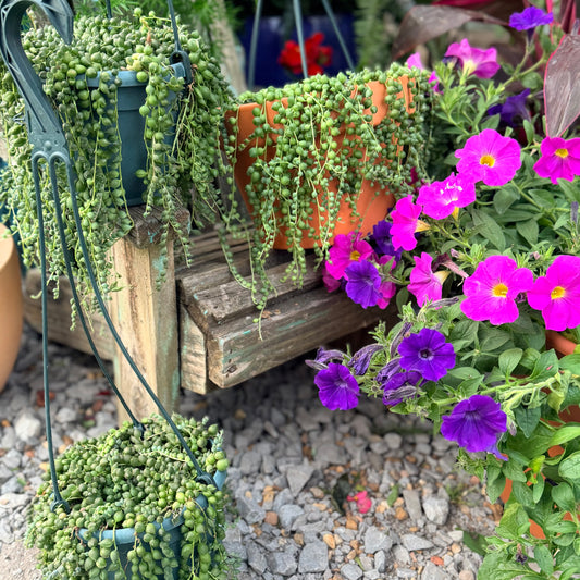 String of Pearls (Senecio Rowleyanus)