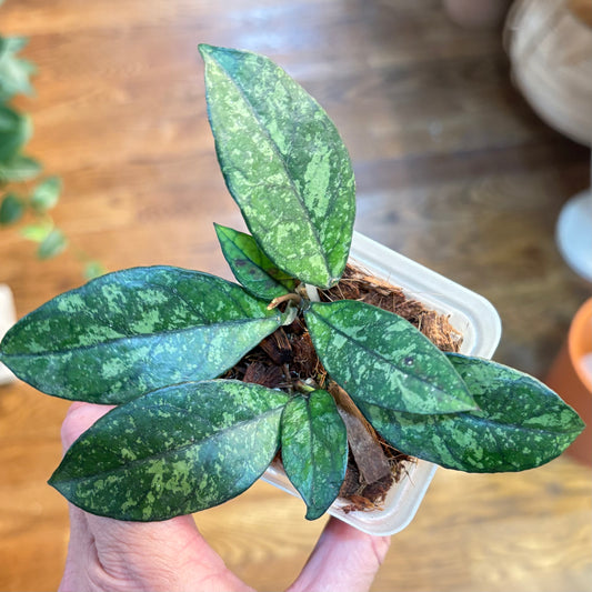 Hoya 'Crassipetiolata’ splash