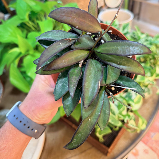 Hoya Rosita