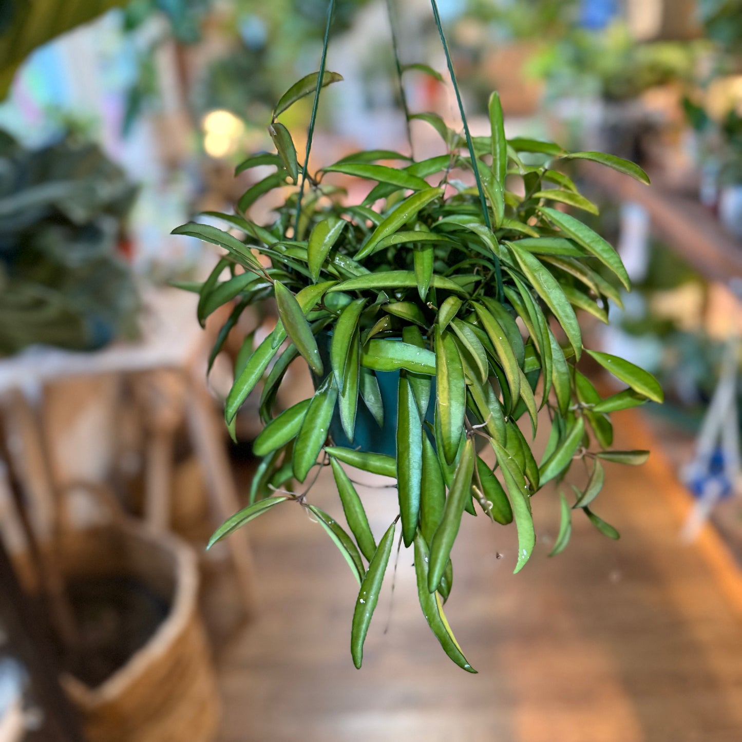 Hoya Wayetti