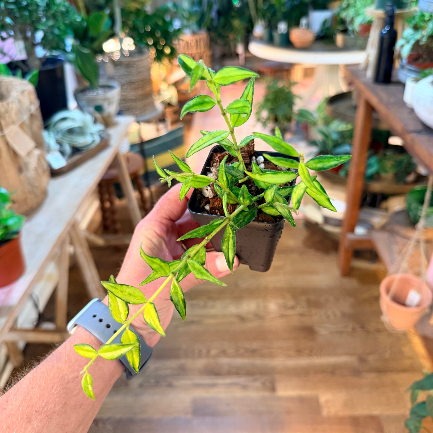 Hoya Bella Luis Bois    Inner Variegation (growers choice)
