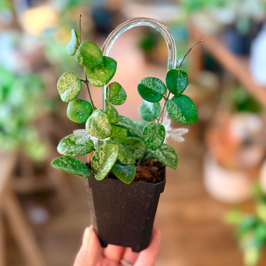 ‘Hoya 'Mathilde' (high Silver Splash)