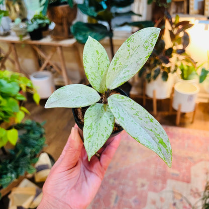 Hoya 'Pubicalyx Pink Silver Ghost'
