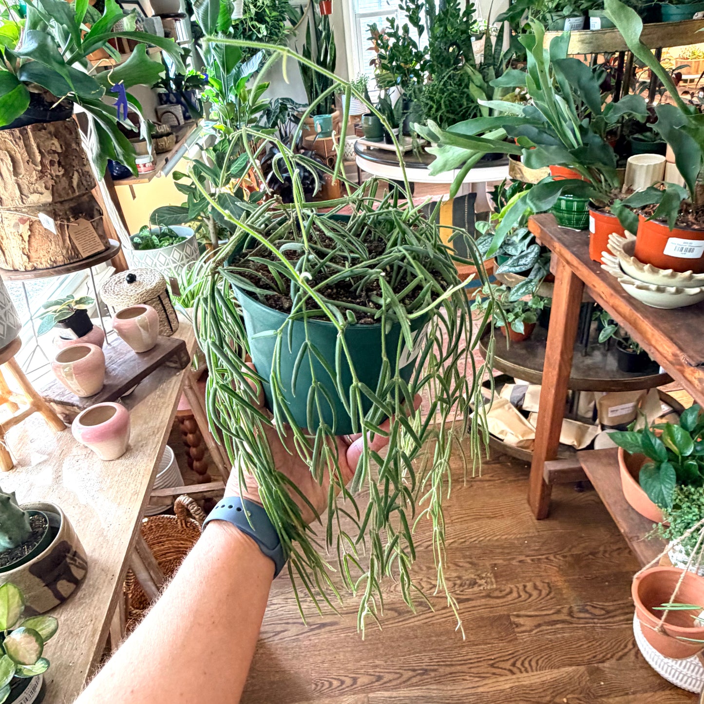 Hoya linearis