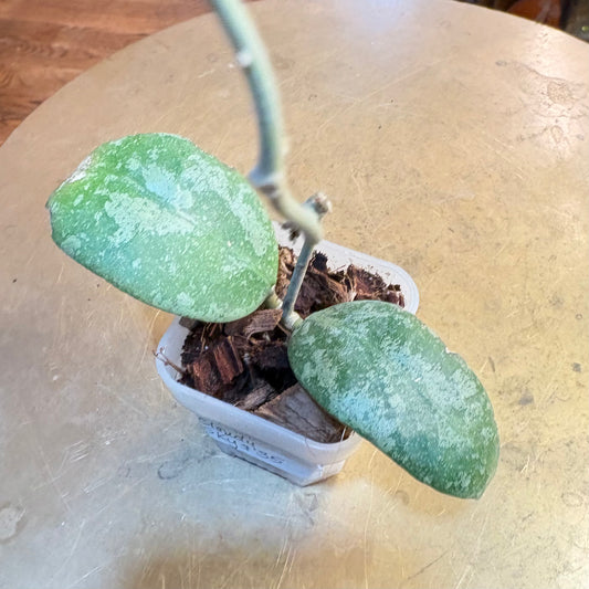 Hoya Waymaniae  ‘Cloudy Sky’