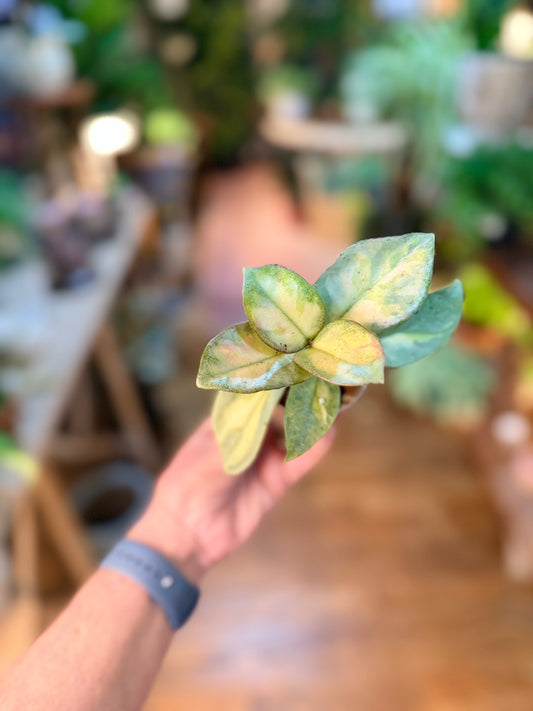 Hoya 'Argentea Princess' v3