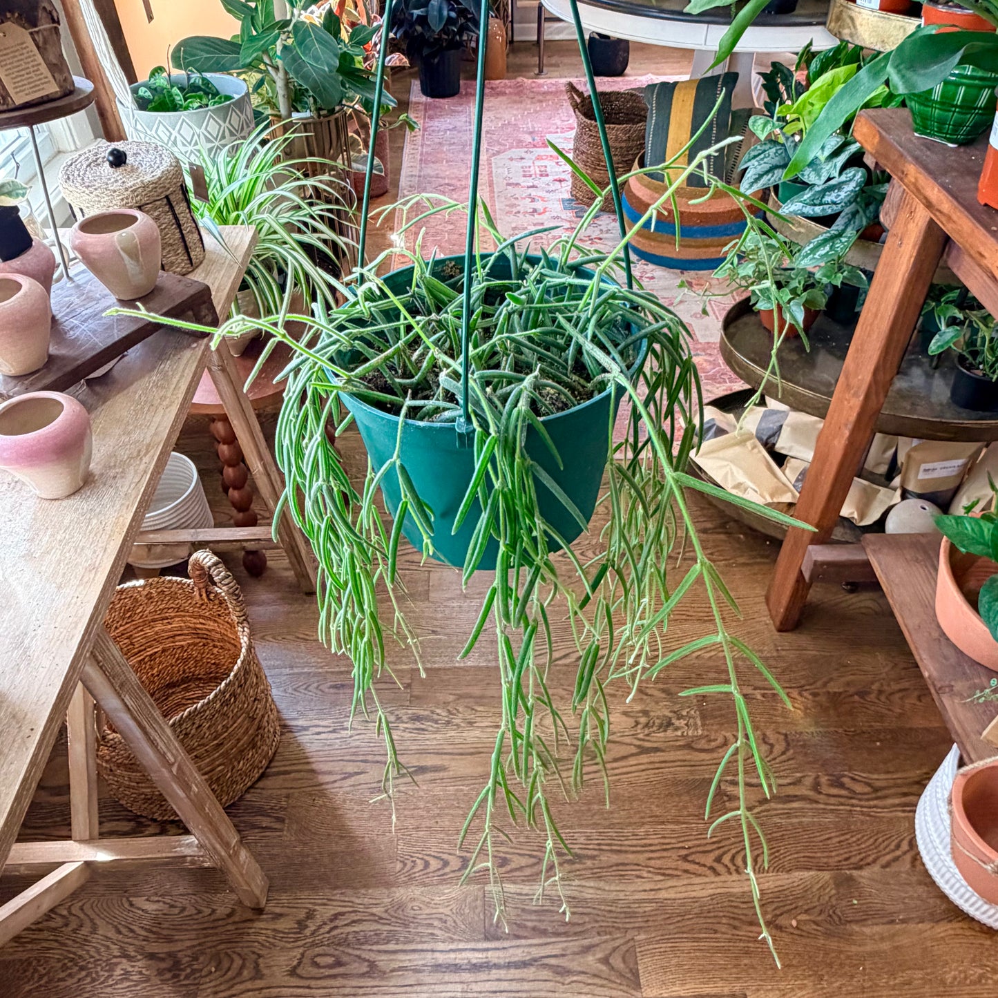 Hoya linearis