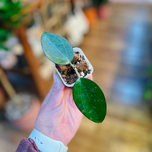 Hoya AH Black Spinel