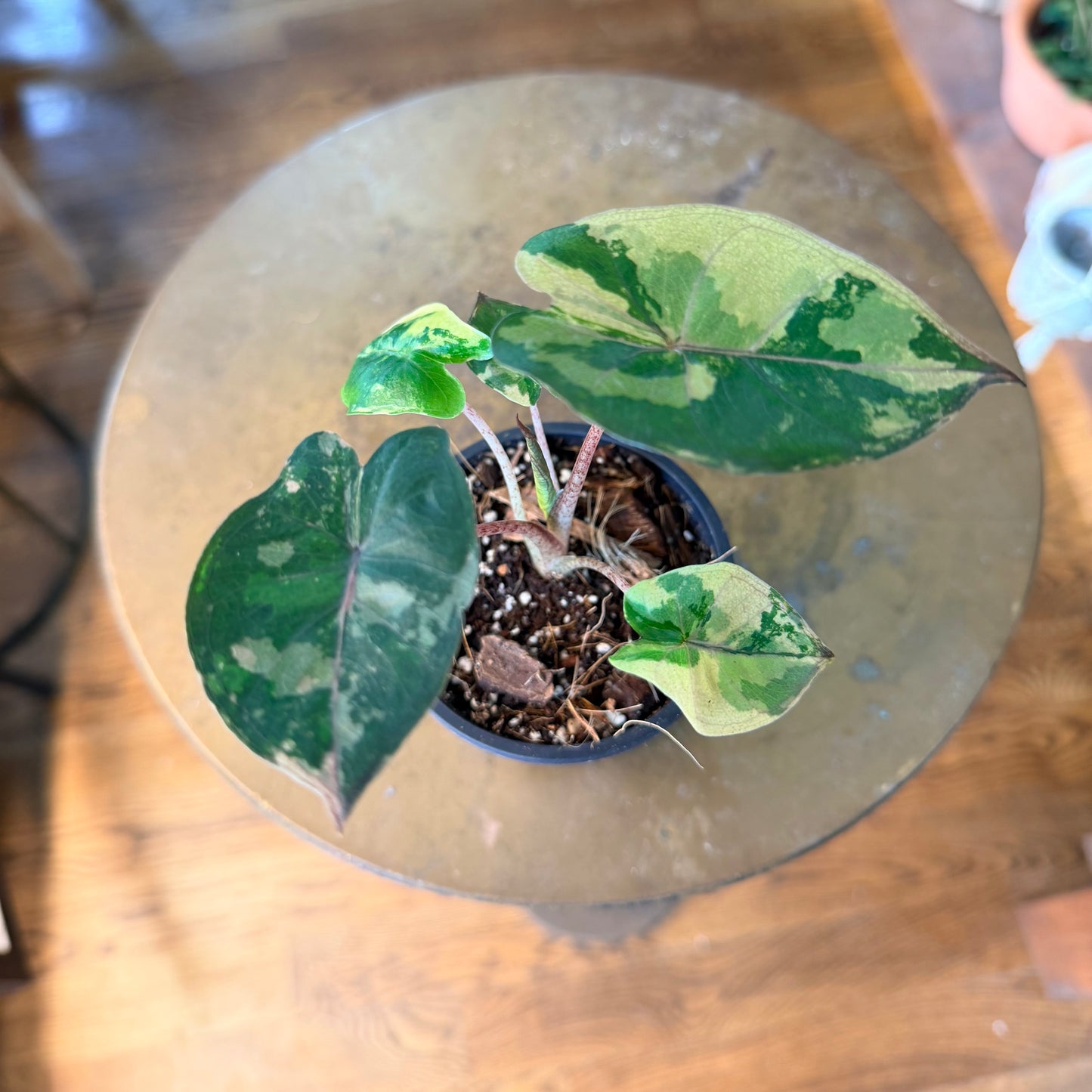 Alocasia 'Yucatan Princess' variegated