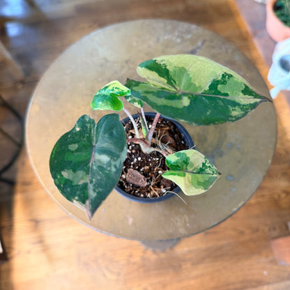 Alocasia 'Yucatan Princess' variegated