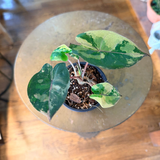 Alocasia 'Yucatan Princess' variegated