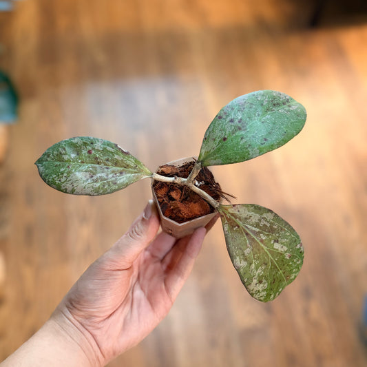 Hoya Michele Silver splash