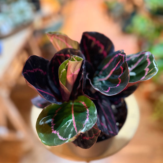 Calathea Dottie