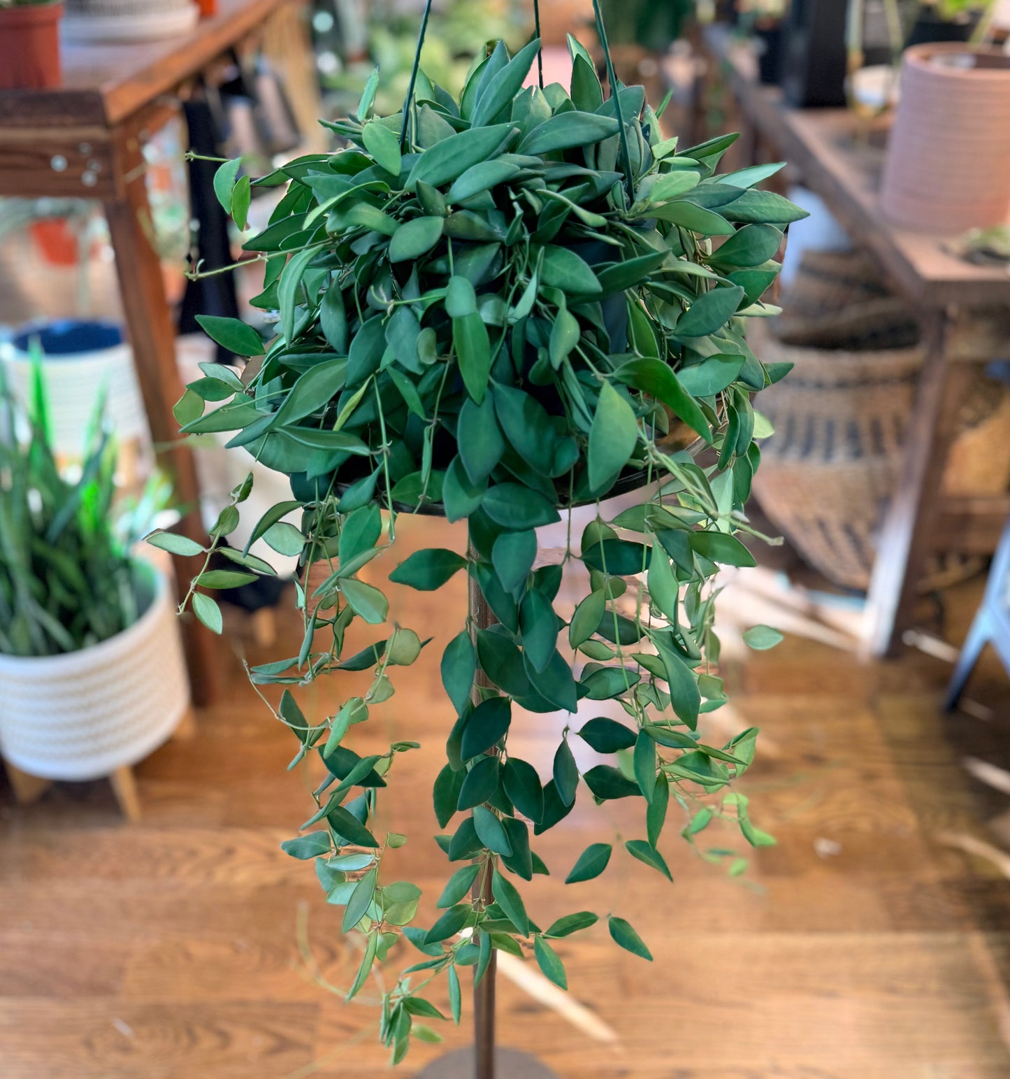 Hoya burtoniae