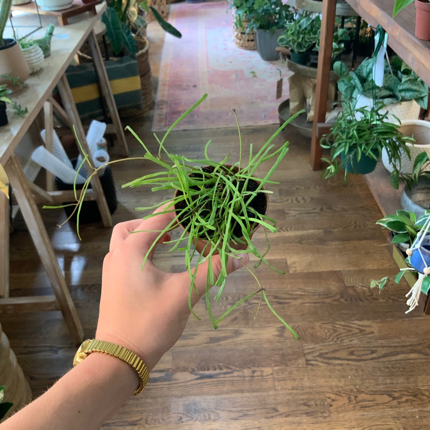 Hoya retusa