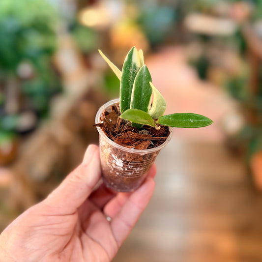 Hoya  LYI outer variegated