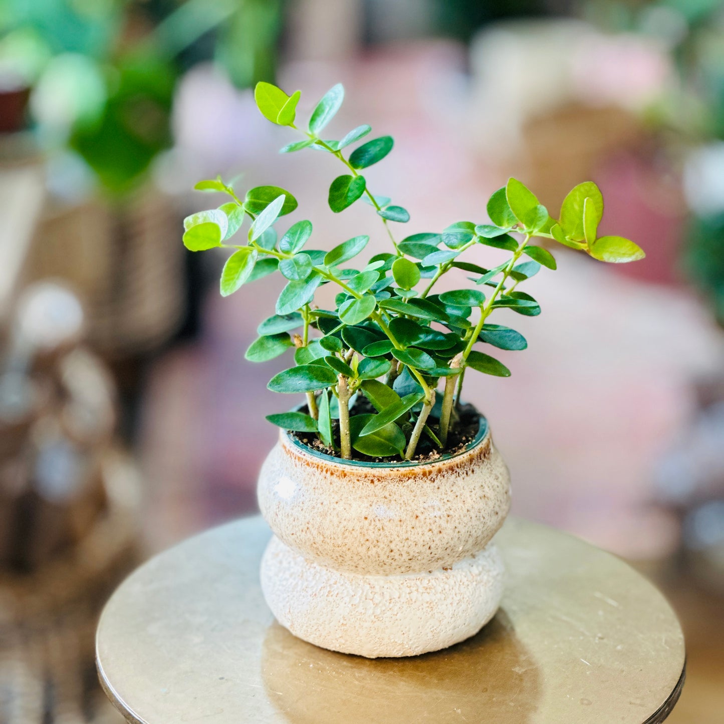 Hoya ‘Cumingiana’