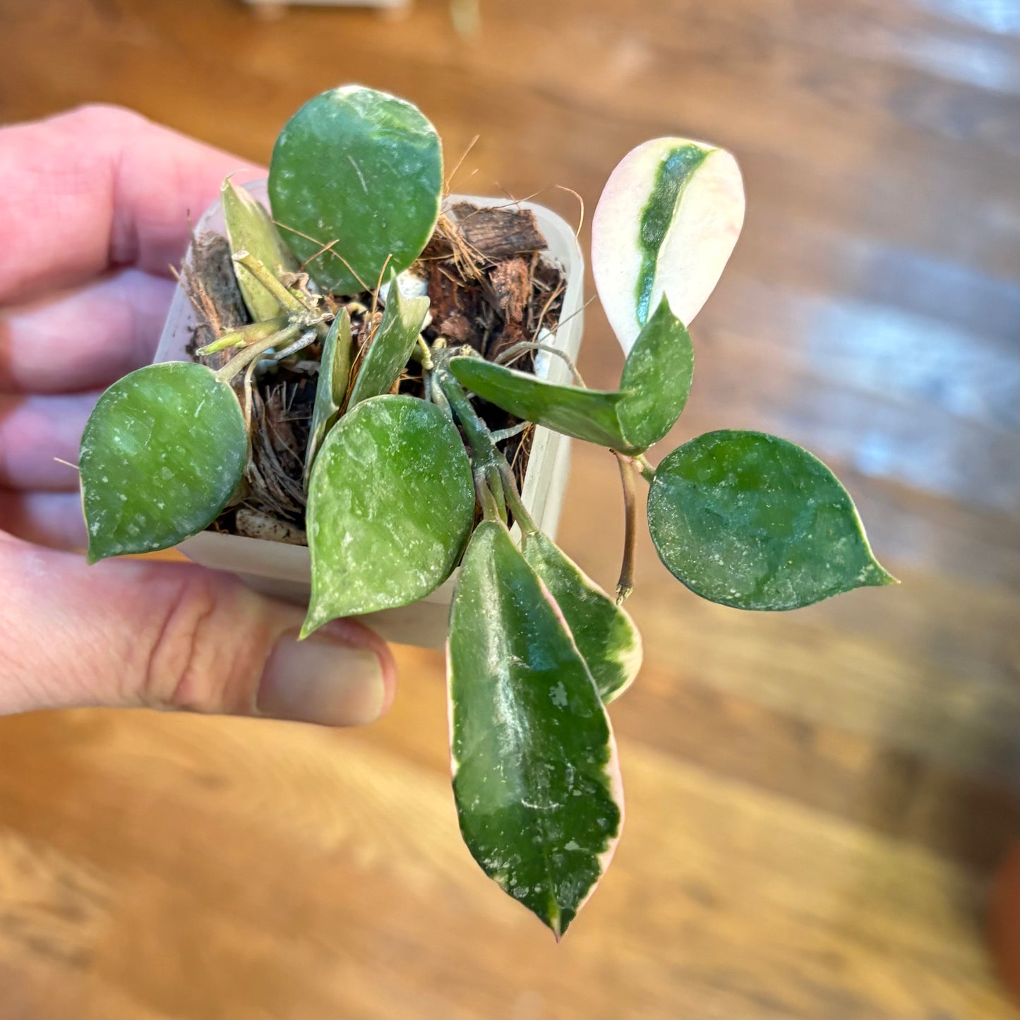 Hoya Lacunosa Asami Var.