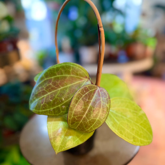 Hoya “Latifolia”Sarawak Cream