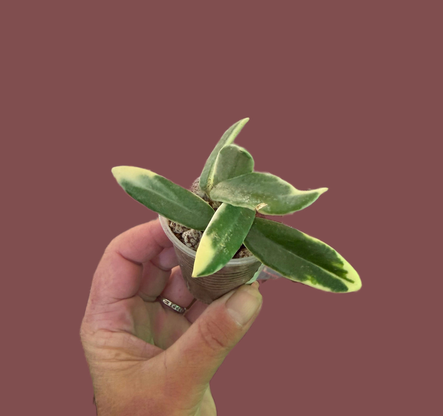 Hoya  LYI outer variegated