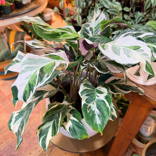 Calathea Stella