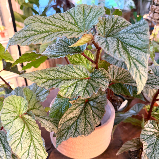 Begonia Don Miller ‘Frosty’