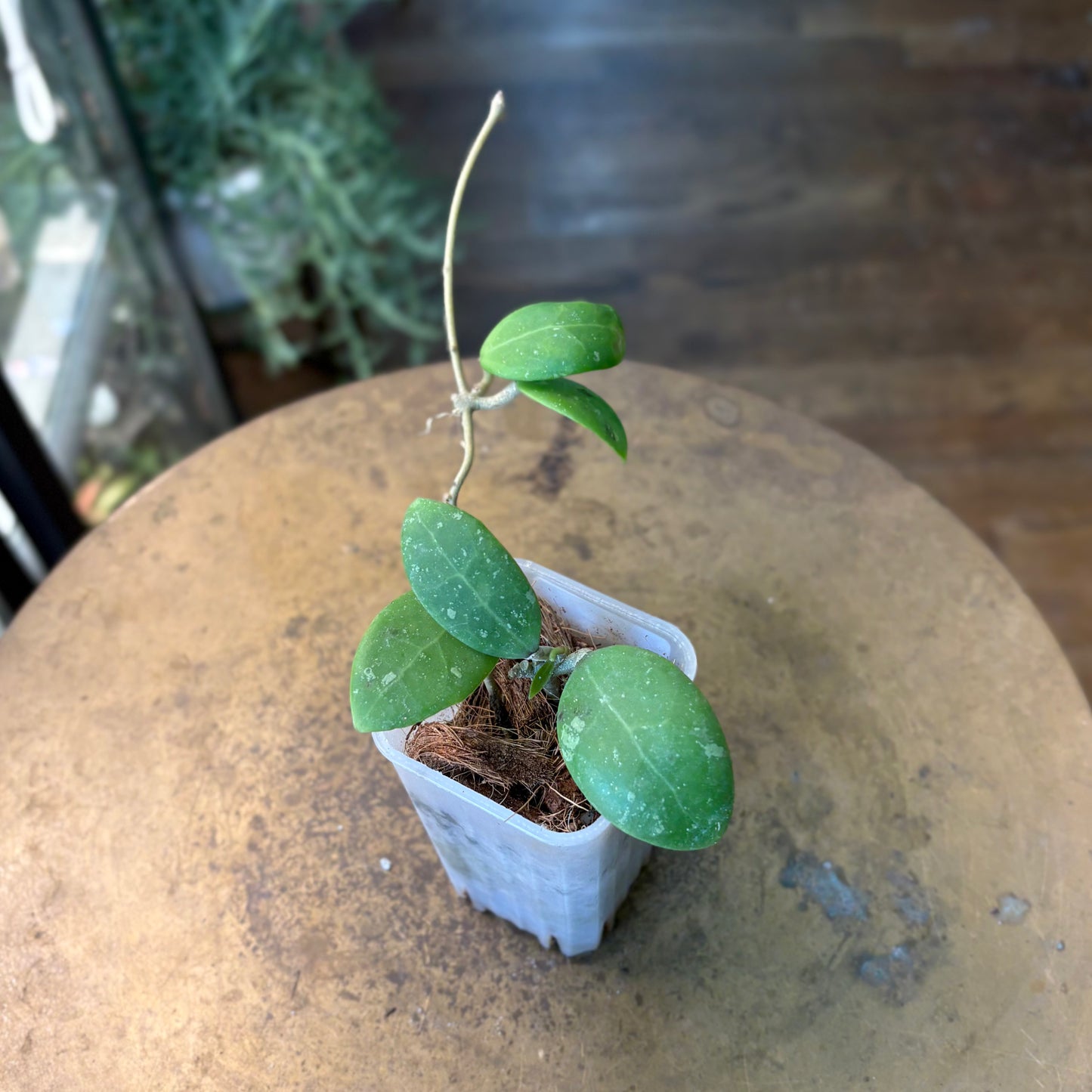 Hoya Phu Yen Sp.