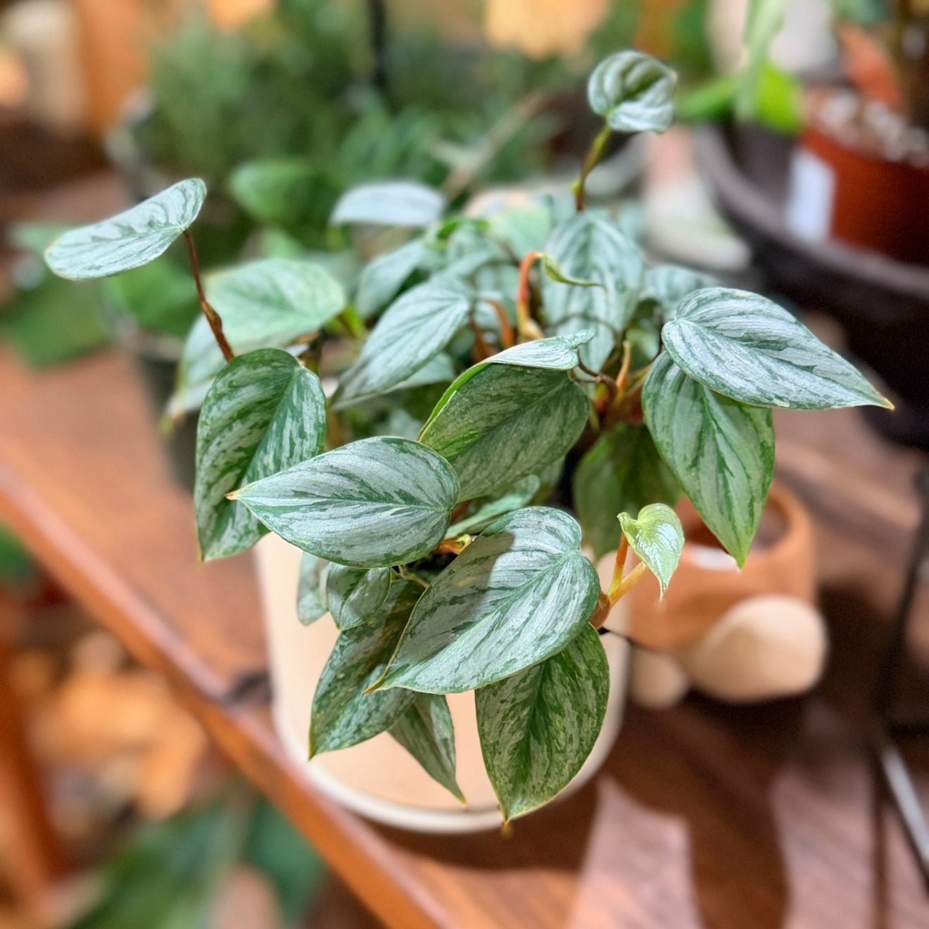 Philodendron ‘sp Sodiroi’