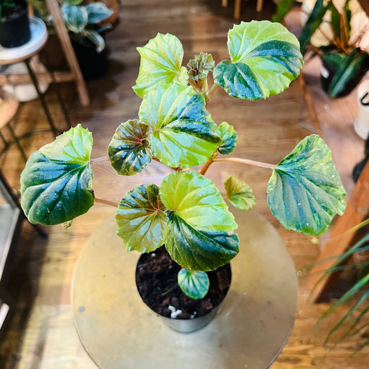 Begonia 'Cucullata' (Variegated)