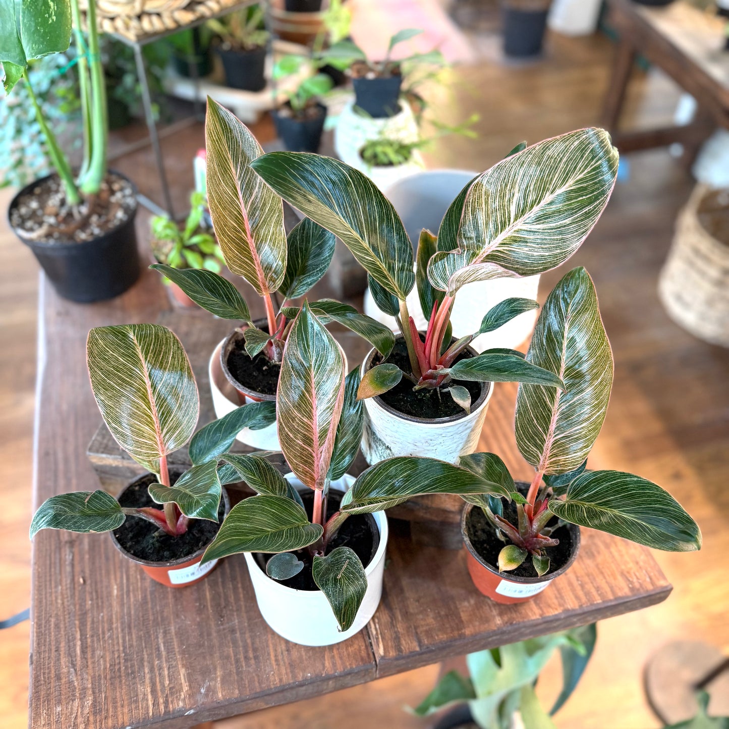 Philodendron 'Birkin - Pink'