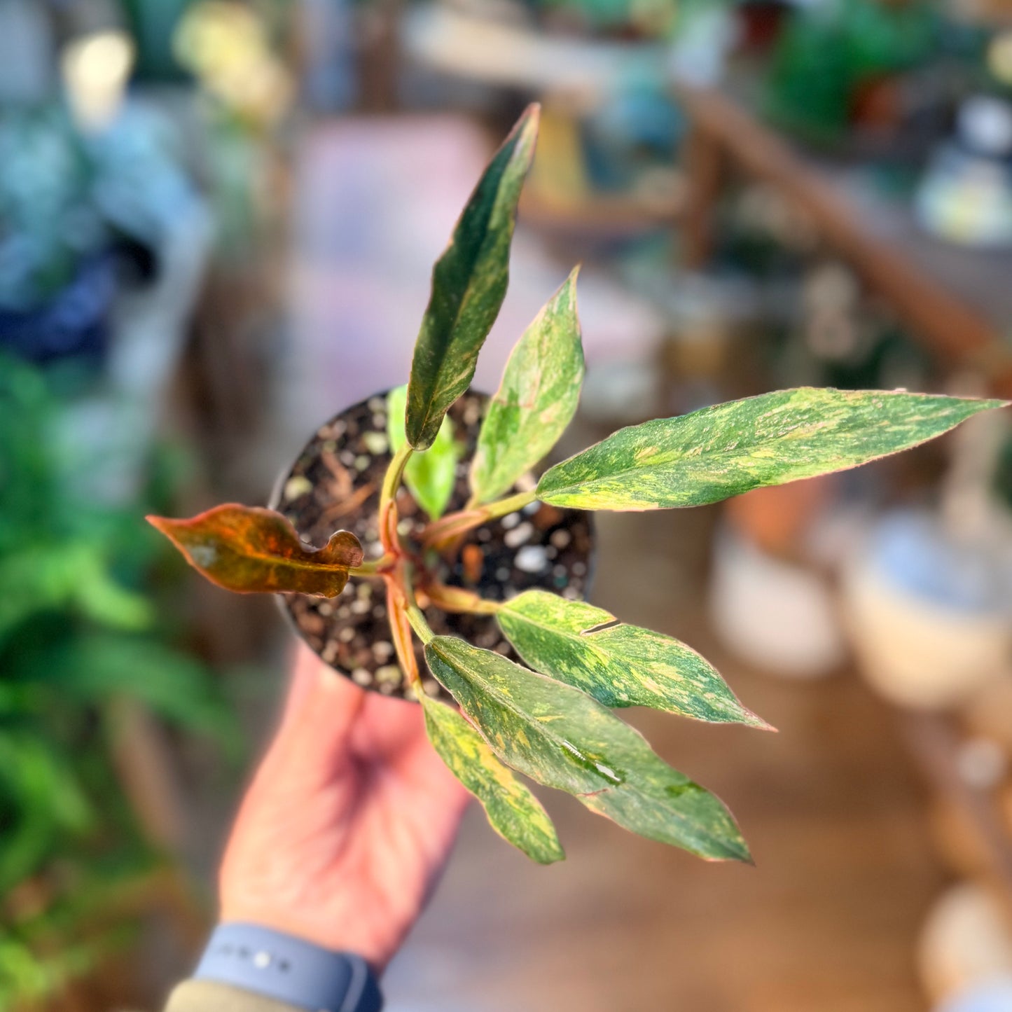 Philodendron Caramel Marble